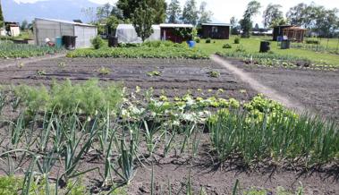 Täglich frisches Gemüse im Garten ernten