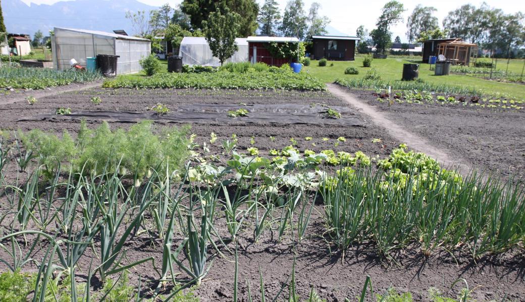 Der Schrebergarten von Franz Konrad in Rebstein ist fünf Aren gross. 