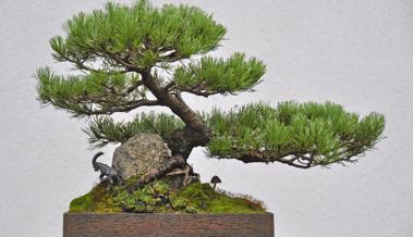 Baum in der Schale – Bonsai