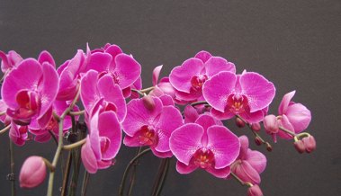 Orchidee blüht wieder: Mit Reiswasser zum Erfolg gefunden