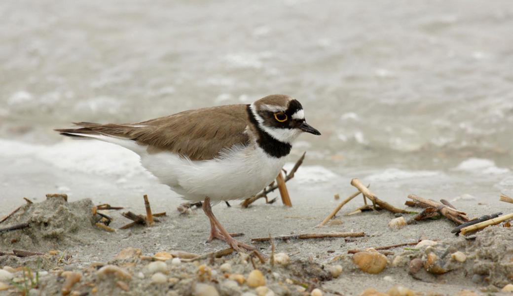 Auf Sandbänken und Kiesinseln fühlt sich der Zugvogel wohl. Er weilt jeweils von April bis Juli in der Schweiz.