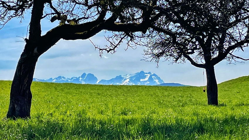 Auf der Wanderung von Balgach auf den St.Anton. Auf der Wiese im Bereich Sturzenhard.