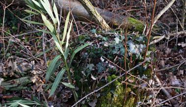 Oleander und der Klimawandel