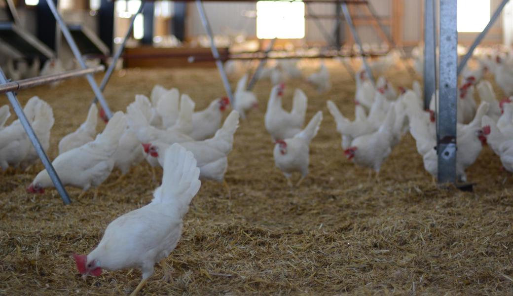 Schon bald dürfen die Hennen auf die grüne Wiese. Doch auch im geräumigen Stall können sie nach Herzenslust scharren und picken. 