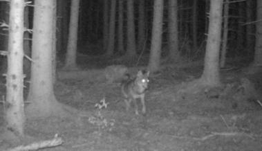 Ungenügender Schutz: Wolf reisst Schaf auf Weide in Gonten