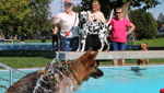 Zum Saisonschluss erobern Hunde die Badi-Schwimmbecken