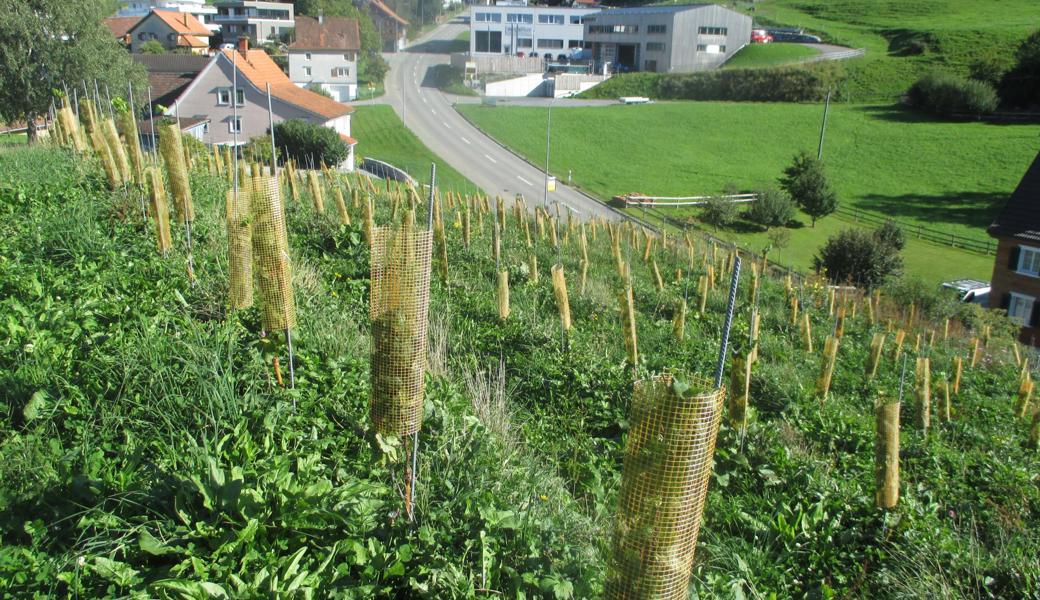 Der Rebberg im Almendsberg befindet sich zwischen dem Werkhof (rechts) und dem Alterswohnheim an der Strasse nach Rheineck Der Rebberg im Almendsberg befindet sich zwischen dem Werkhof (rechts) und dem Alterswohnheim an der Strasse nach Rheineck