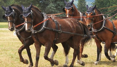 Die Rheintaler Fahrsporttage stehen auch im Zeichen der Jugend