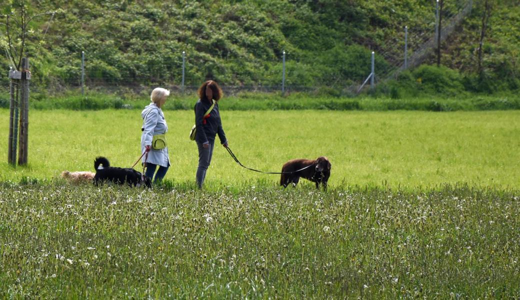 An den bekannten «Hundestrecken» gibt es viele positive Beispiele, wenn es um die Einhaltung der Vorschriften geht. Das zeigte sich im und um das Bisenwäldli.