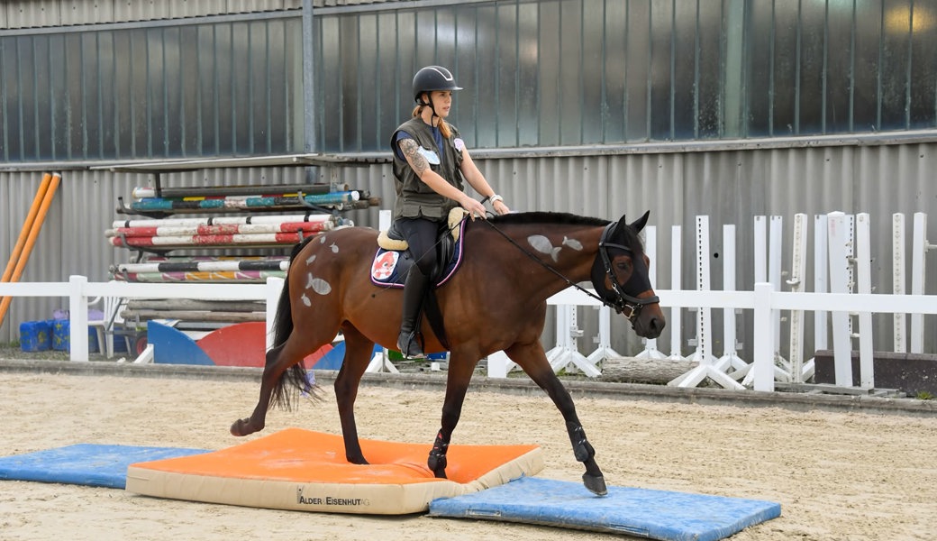 Spannende Prüfungen am Gymkhana auf der Rheininsel