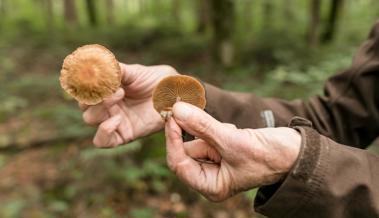 Pilzkontrolle ab sofort geöffnet