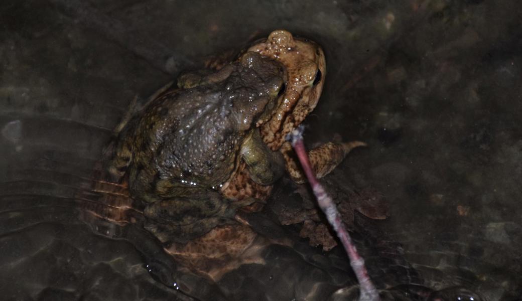 Während der Wanderungszeit sind in Oberriet stets viele Kröten und Frösche unterwegs.