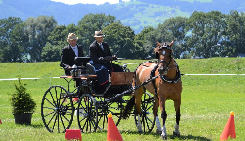 Marcel Hutter, Fahrer beim Pferdezuchtverein Rheintal, mit seinem Teamkollegen Matthias Tobler und Pferd Valdina im Einsatz.