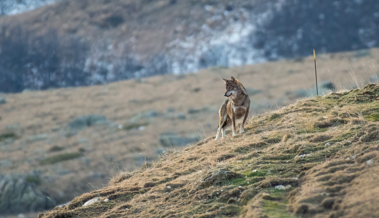 Neun ungeschützte Schafe auf der Alp Gamserrugg gerissen