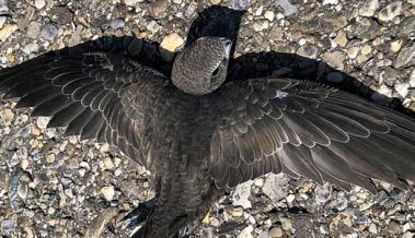 Pechvogel kann nicht selber starten