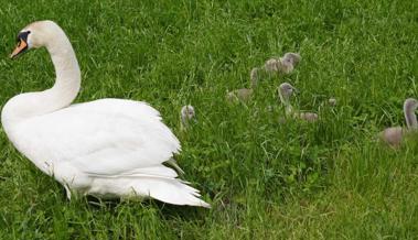 Familie Schwan geniesst das Wochenende