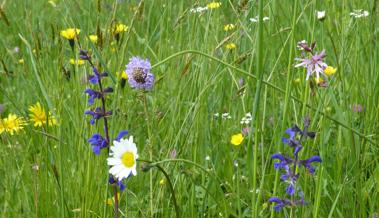 Neue Blumenwiese fördert den Lebensraum von Tieren