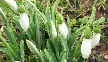 Die Schneeglöckchen blühen schon, obschon es noch früh im Jahr ist