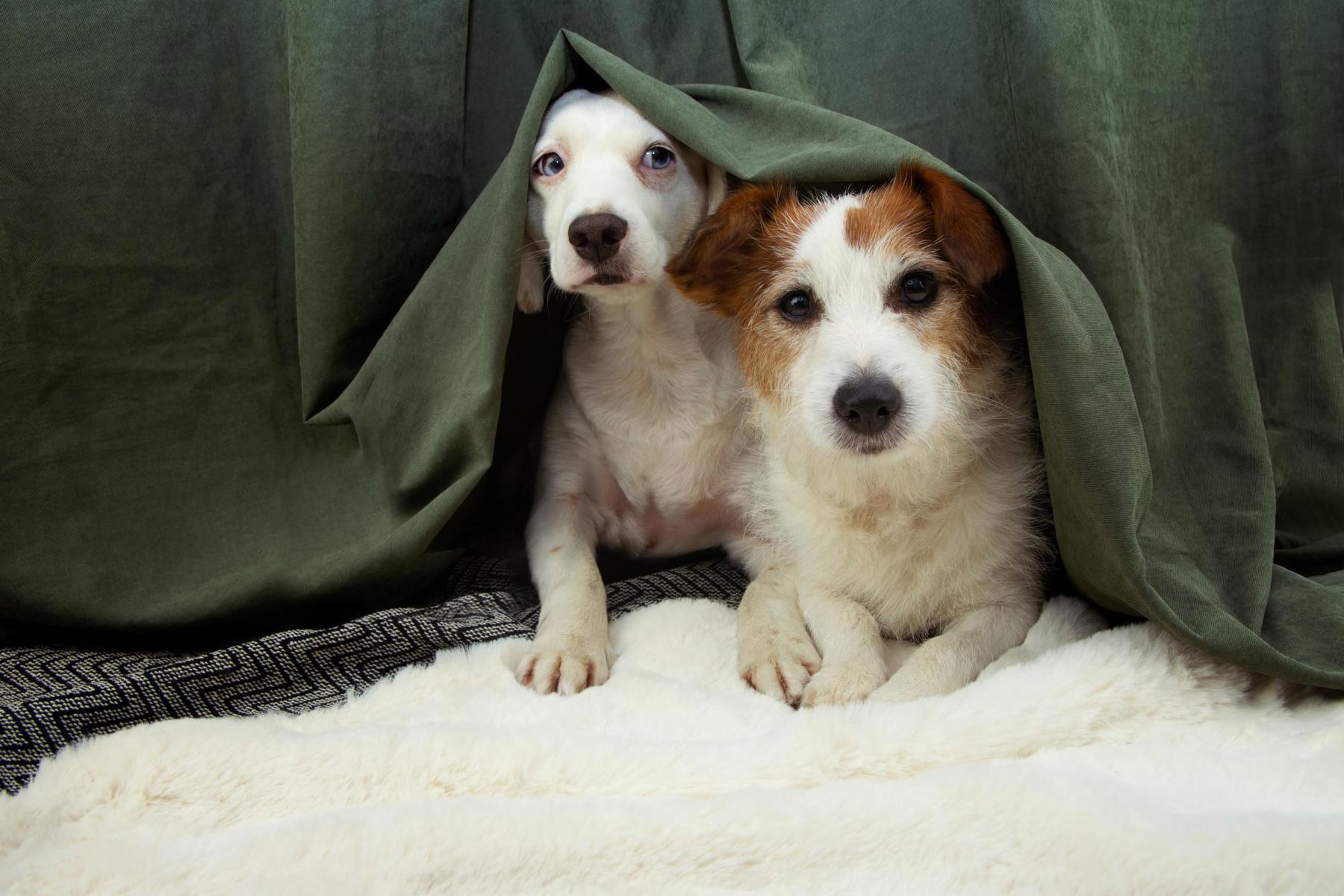 Tiere gegen Feuerwerk: Eine Zeichnung zum Thema Angst und Mut