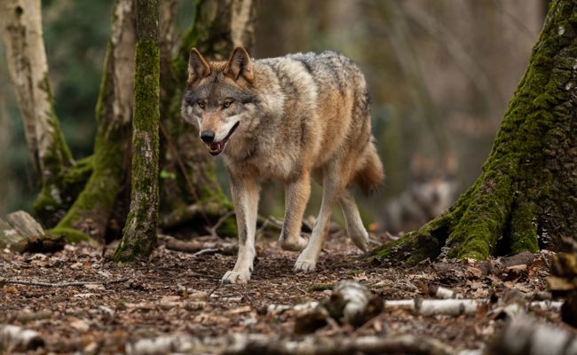 Zum Abschuss freigegeben: Zwei Jungwölfe aus dem Schilt-Rudel wurden erlegt