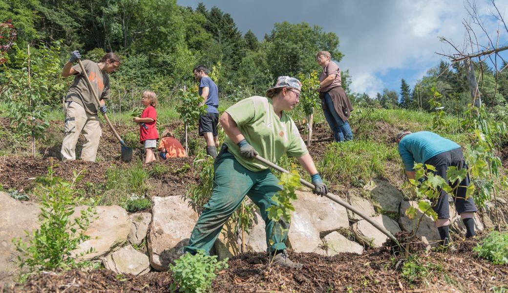 Arbeiten an der Sonnenfalle: Eine natürliche, sonnenexponierte Mulde sorgt für ein warmes Klima. Hier sollen dereinst Pfirsiche, Kakis und Kletterkiwis wachsen.