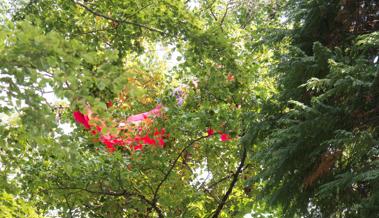 Mit Gleitschirm in Baum geprallt