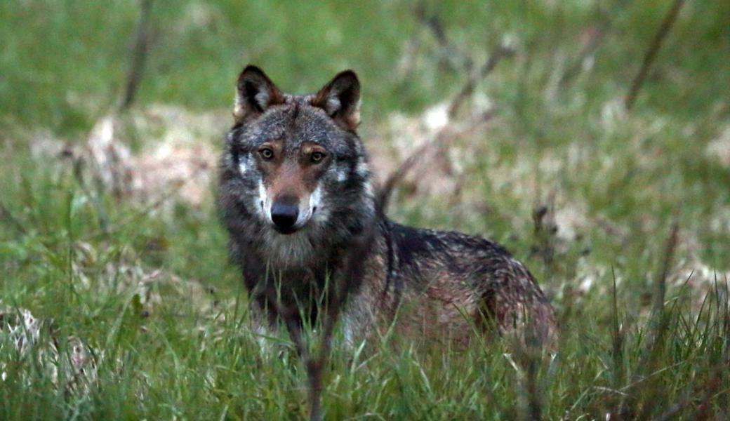 Bei diesem Wolf handelt es sich vermutlich um M35 - der "Rheintaler" Wolf wird als M93 bezeichnet.