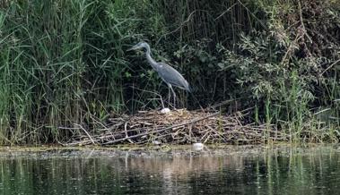 Abschüsse auchim Rheindelta