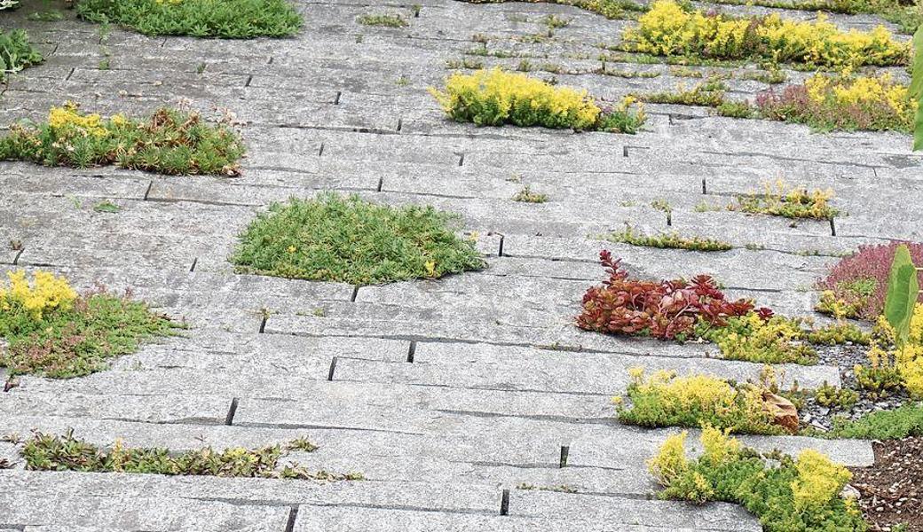 Sogar in den kleinsten Fugen zwischen Platten oder Steinen wachsen genügsame Pflanzen.