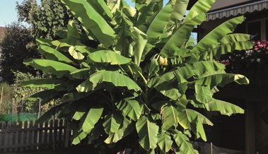 Manchmal wächst die Banane auch bei uns und trägt Früchte