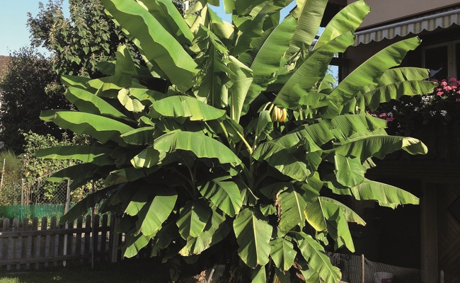 Manchmal wächst die Banane auch bei uns und trägt Früchte