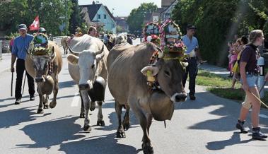 Alpabfahrt Kienberg mit schön geschmückten Tieren