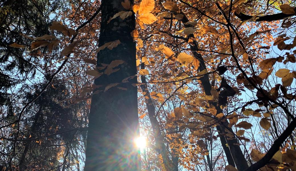 In einem Baum steckt Kraft und Verwurzelung. 