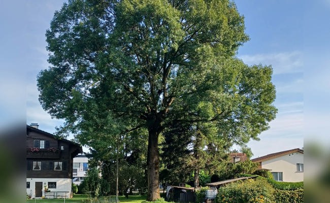 Vom Sackmesser verschont: die hundertjährige Esche der Familie Hutter