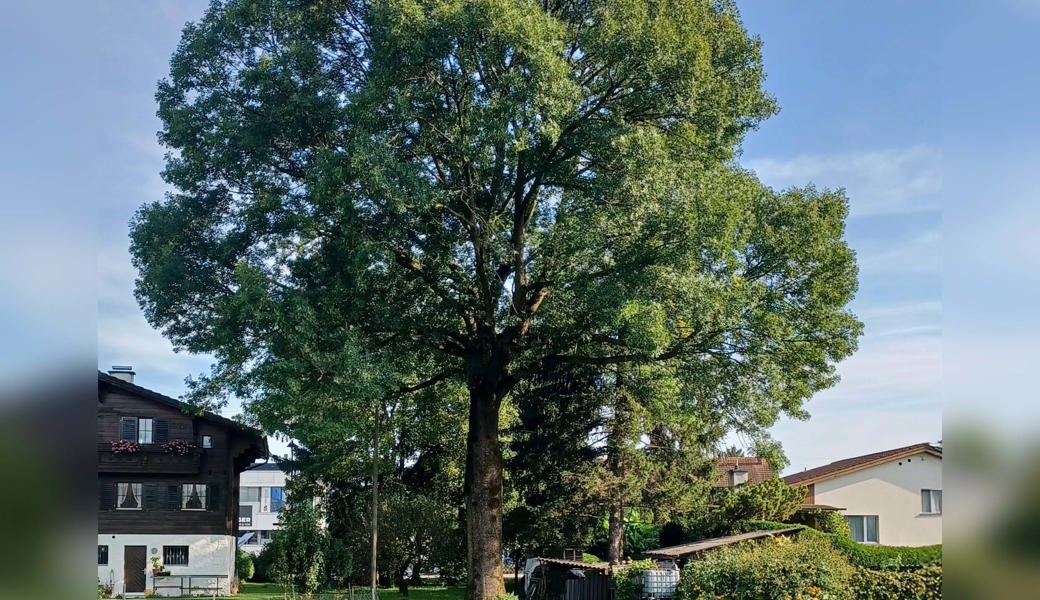 Vom Sackmesser verschont: die hundertjährige Esche der Familie Hutter