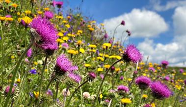 Wettbewerb zur Förderung der Biodiversität