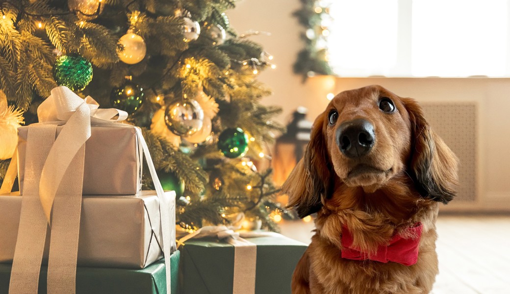 Weihnachten mit Haustieren: Brauchen Hunde, Katzen & Co. eigene Geschenke?