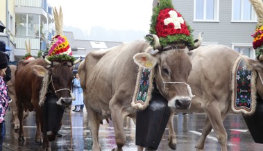 Bei der Viehschau Oberegg-Reute glänzen die Kühe mit aufwendigem Kopfschmuck