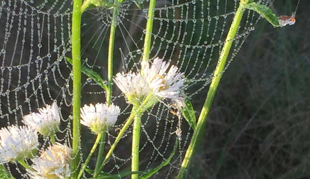 Ein Neophyt ist gefangen im Netz einer Spinne - schön eingefangen von Melanie Zäch. 
