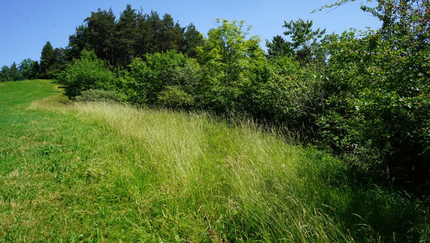 Die schönste Hecke Innerrhodens, gepflegt von Judith und Rolf Bischofberger.