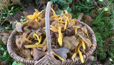 Pilze sammeln im Rheintal – Kontrolle schützt vor gefährlichen Verwechslungen