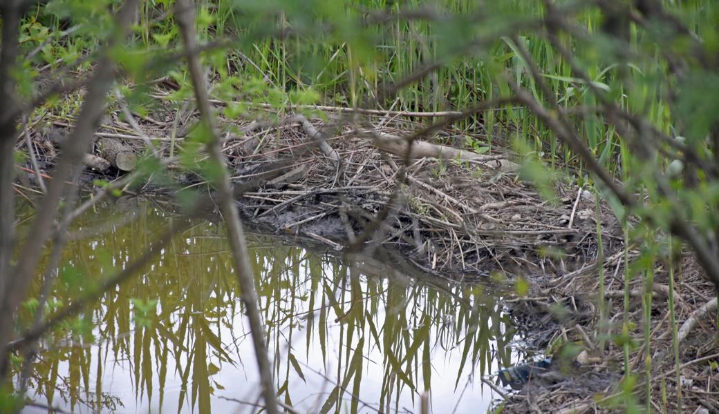 Die kleinen Stauseen am Baffleskanal sind intakt, Frassspuren an feinen Trieben sind zu sehen. Wildhüter Silvan Eugster glaubt, dass die «Baffles»-Biber noch da sind.