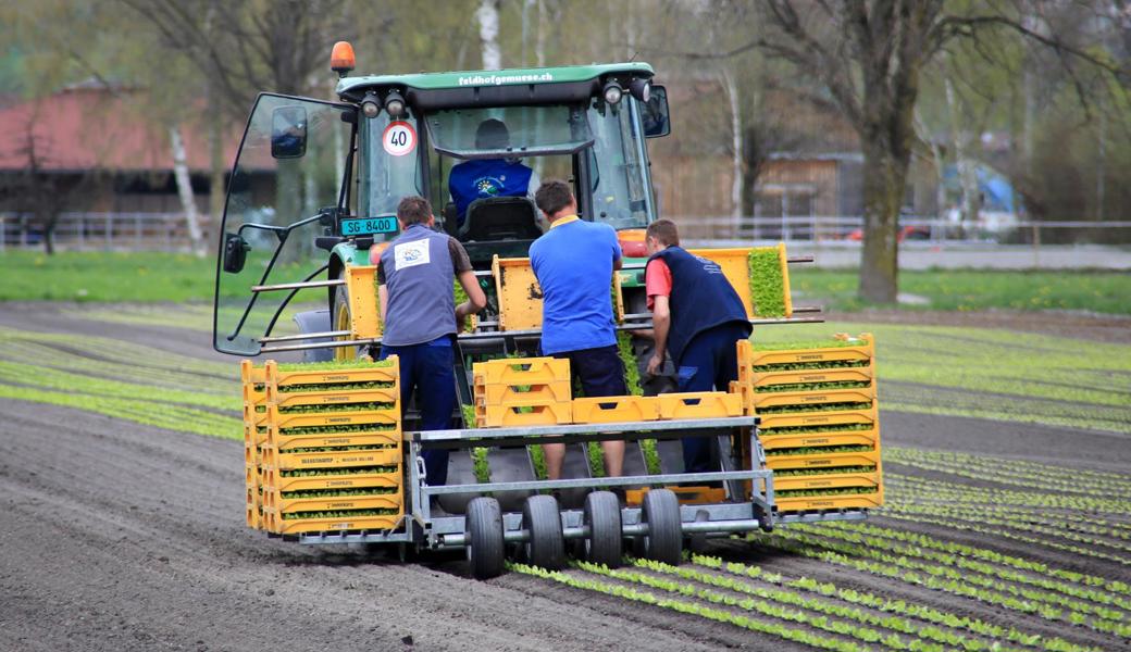 Bereits in zwei Wochen beginnt bei der Feldhof Gemüse AG die Saison. Noch fehlen aber 40 Erntehelfer.