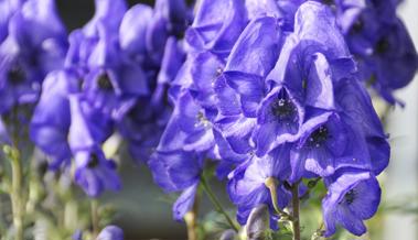 Garten: Pflanzen schützen sich mit Gift