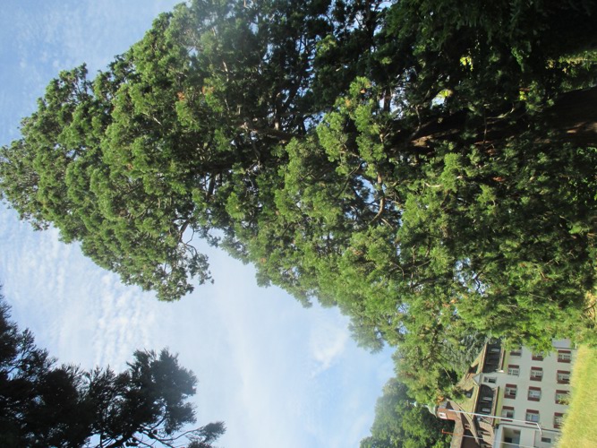 Der Baum überragt die stattliche Marienburg.