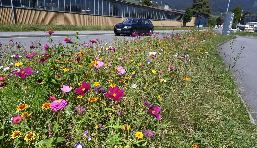 So schön könnte ein Strassenrand sein: Üppige Blumenpracht entlang des Gewerbeareals an der Industriestrasse 12 in Altstätten (fotografiert im September 2020). 