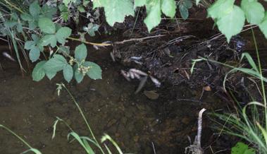 Tote Fische im Mühlibach