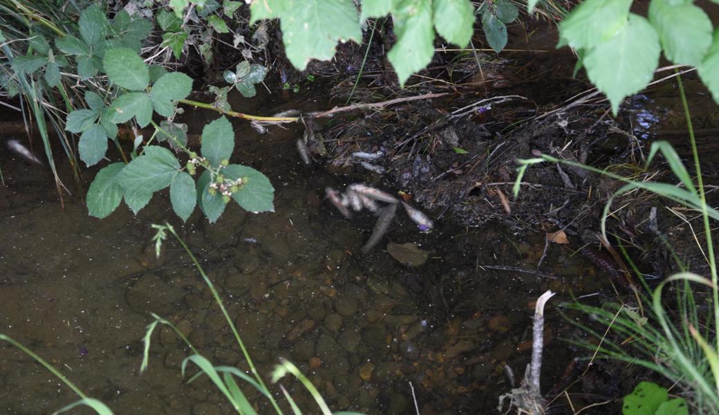 Tote Fische im Mühlibach.