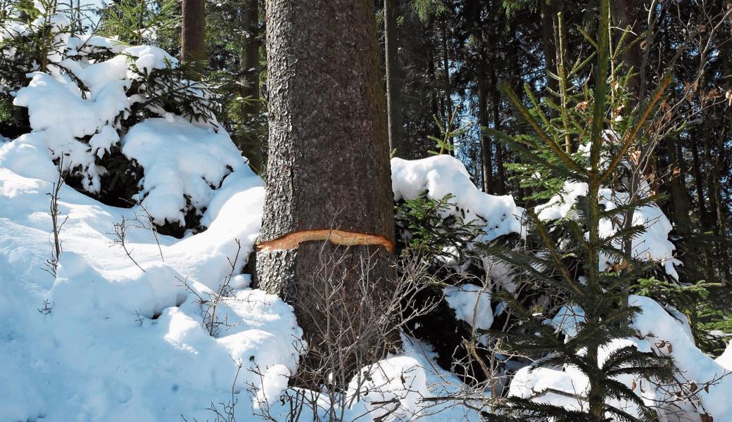 Mondholz sollte bei einer speziellen Phase des Mondes gefällt werden. Da dies zeitlich nicht immer möglich ist, wird der Baum im Vorfeld geringelt.