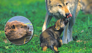 Kanton rüstet bei Wildhut auf: Zwei neue Wildhüter sollen sich nur um Wolf und Biber kümmern
